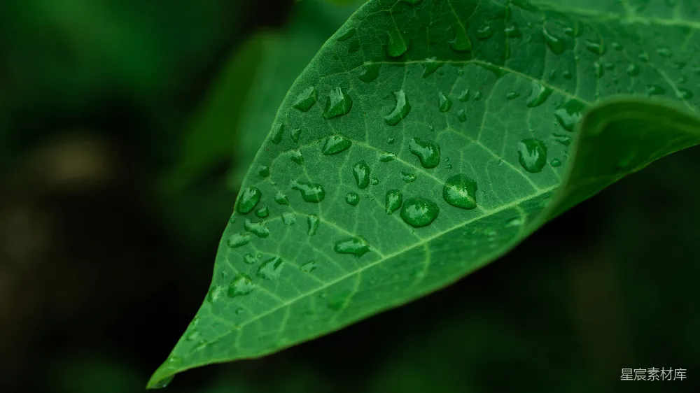 高清摄影 一幅叶片特写图