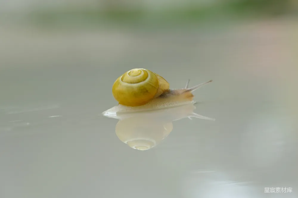 高清摄影 一只带着黄色壳的蜗牛坐在水面上