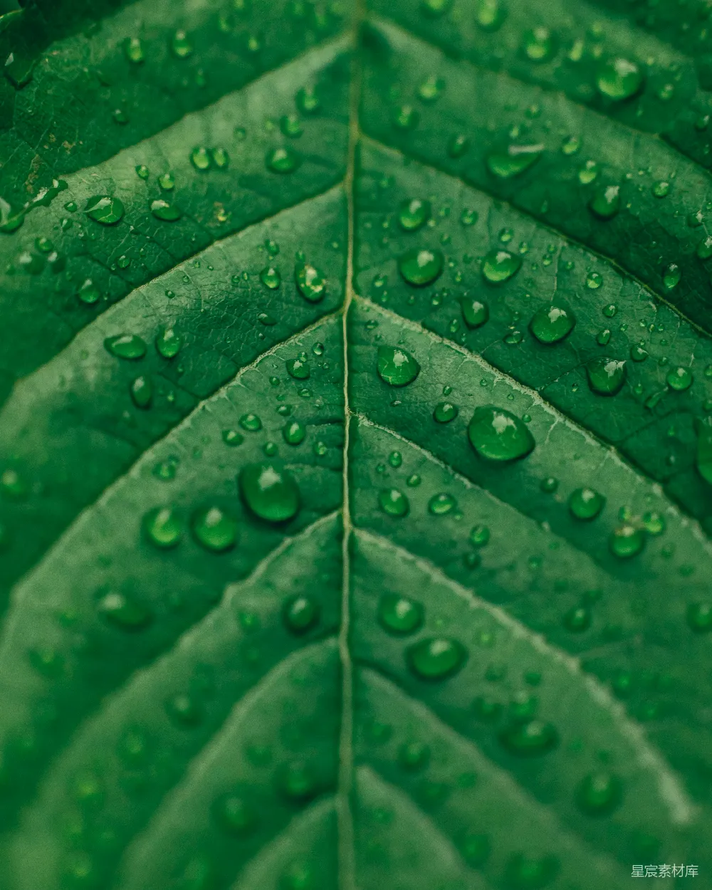 高清摄影 带有水滴的绿叶