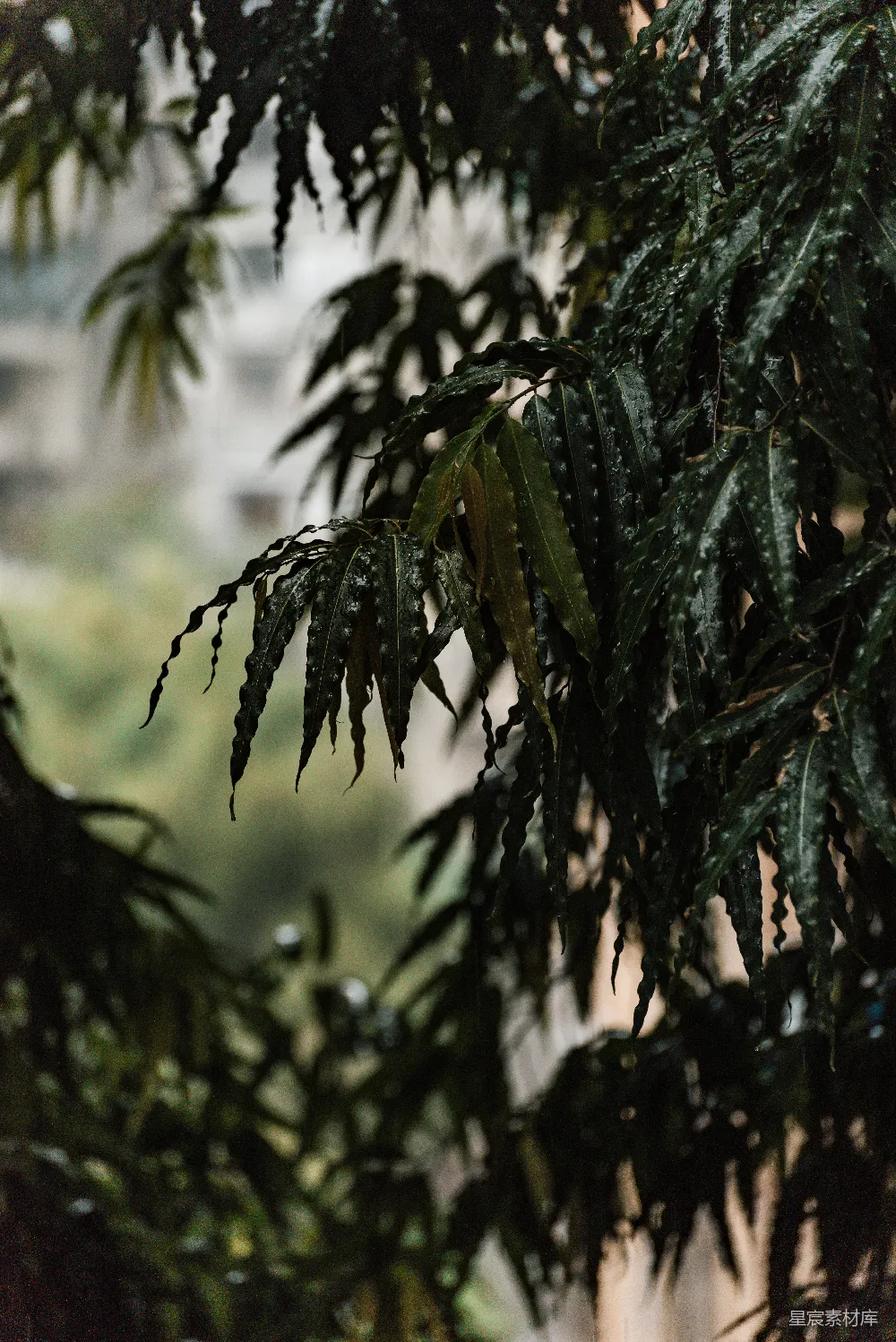 高清摄影 一棵树的特写镜头