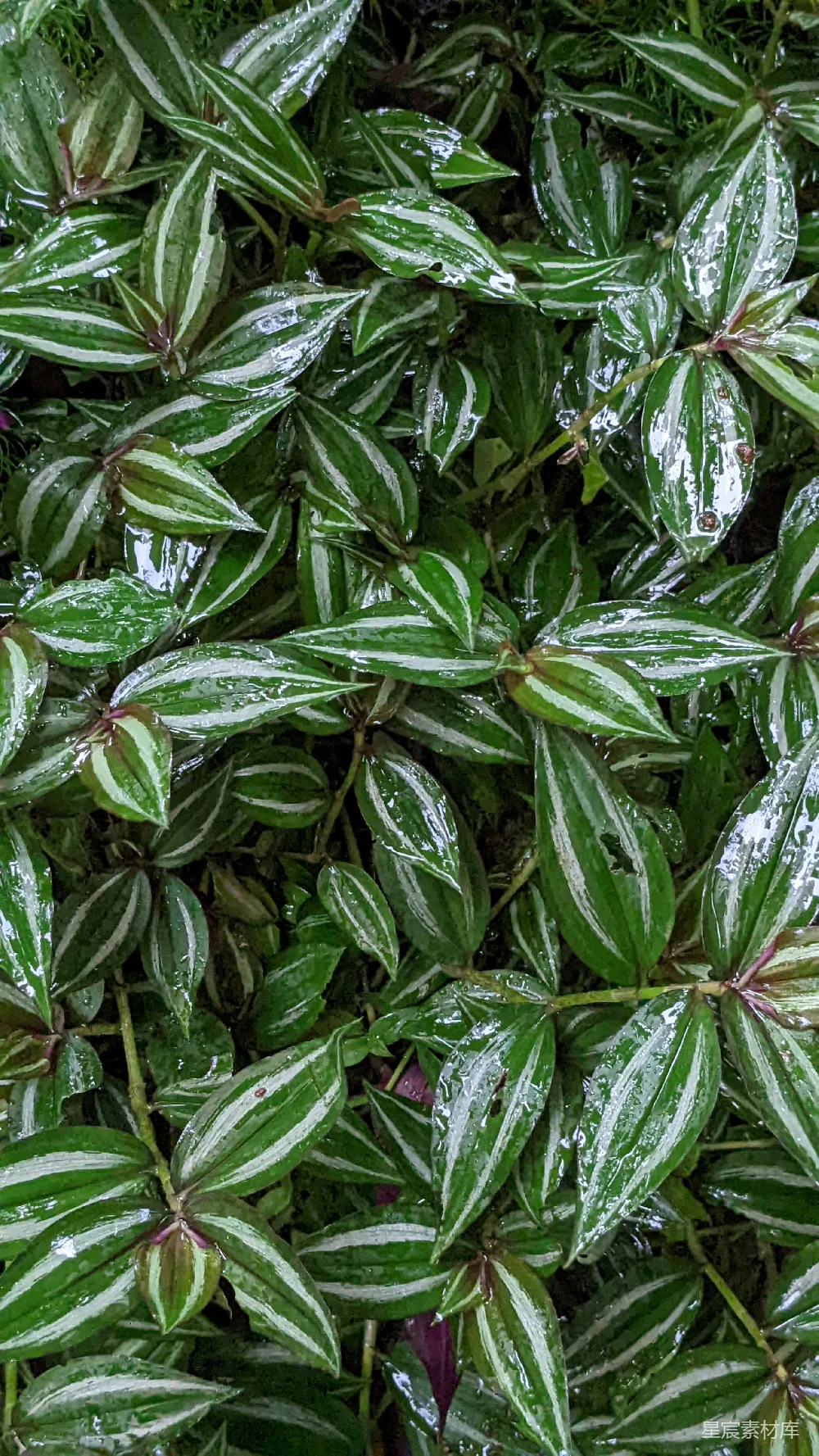 高清摄影 一棵植物的特写镜头，叶片为绿色。