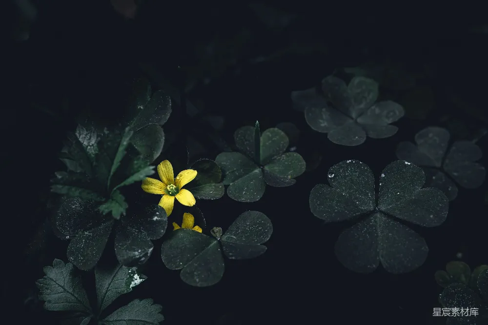 高清摄影 黄色的花朵周围环绕着绿色的叶子