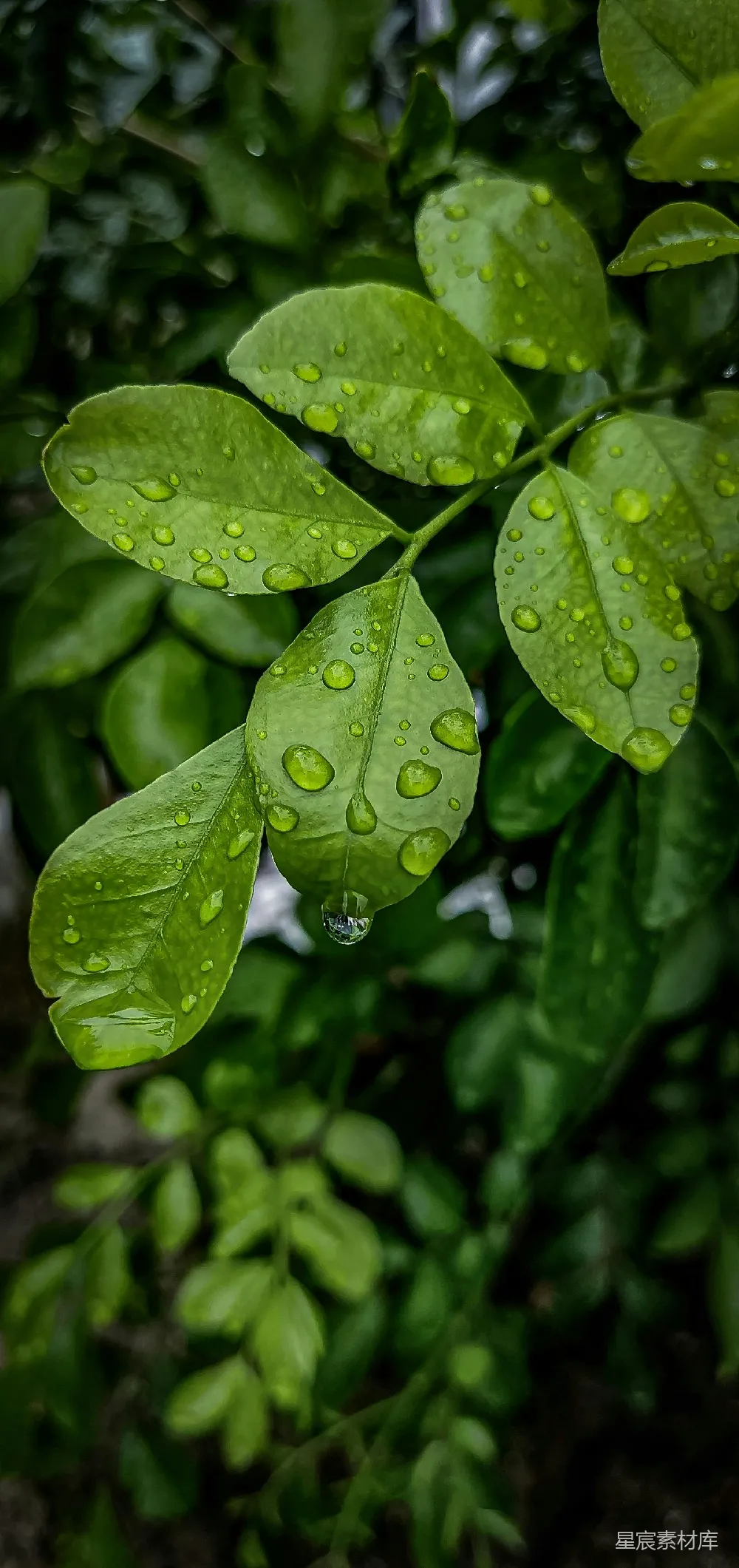 高清摄影 雨后绿叶上的水珠