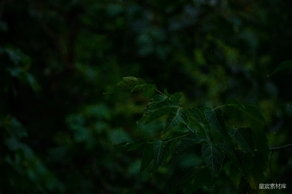 高清摄影 一些叶子的特写镜头