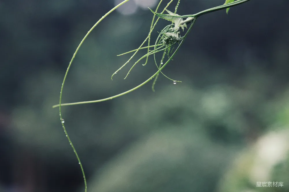 高清摄影 一朵植物的特写镜头中带有水珠
