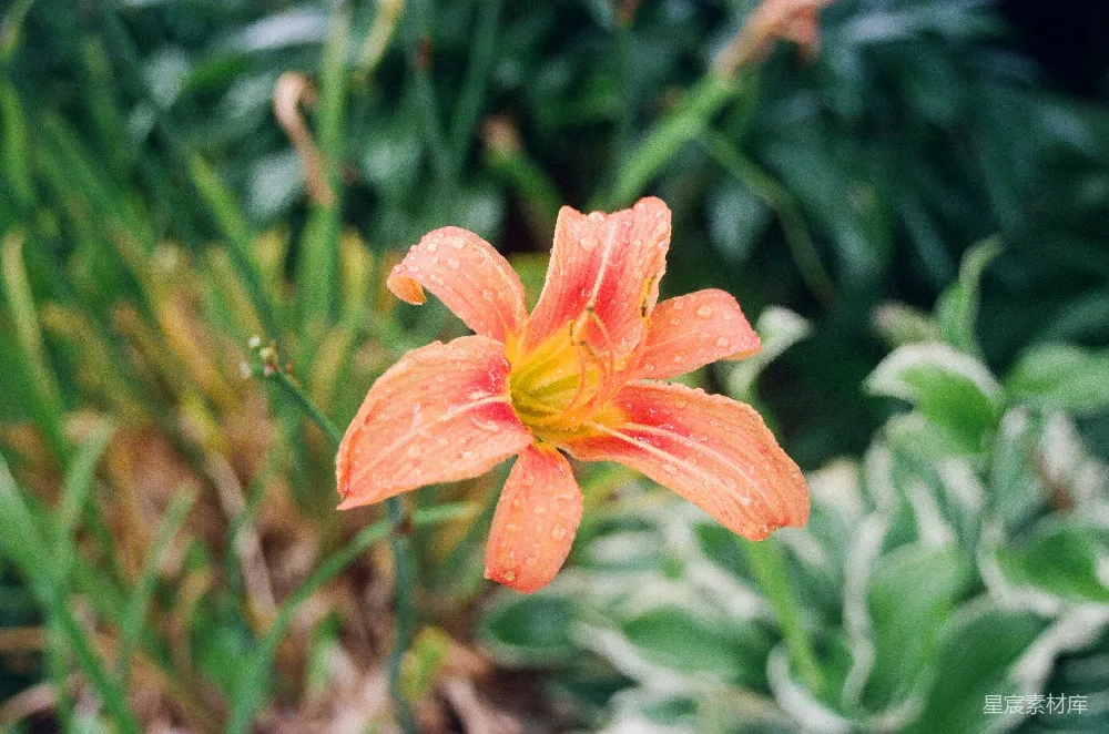高清摄影 橙花上有水珠