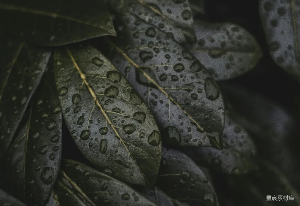 高清摄影 一束叶子上有水滴