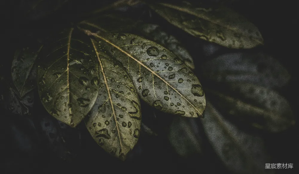 高清摄影 带有水滴的绿叶