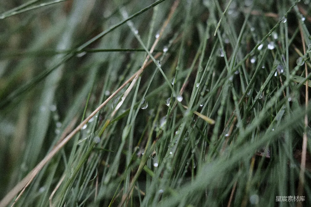 高清摄影 草叶上滴水的特写镜头