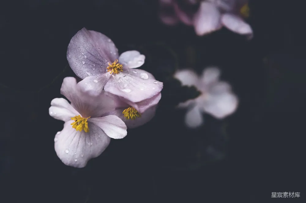 高清摄影 花朵的特写镜头