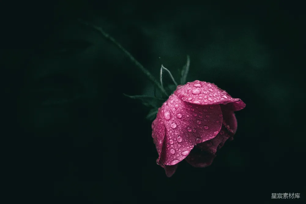 高清摄影 一朵带有水珠的粉色花朵