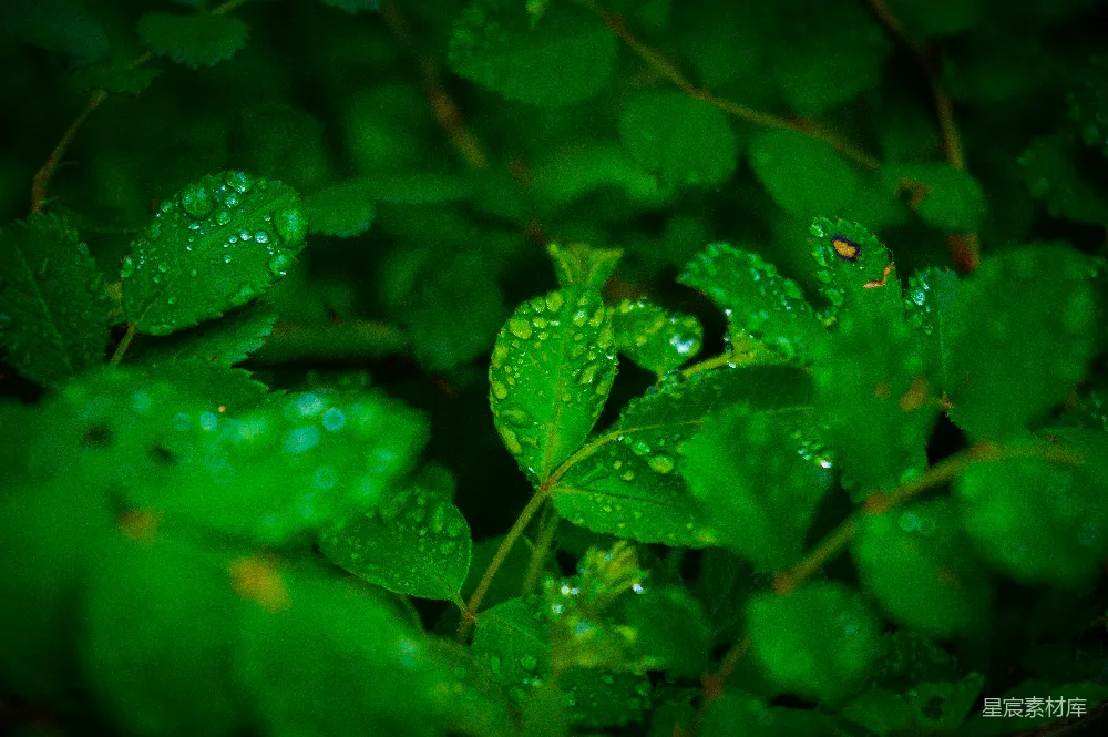 高清摄影 雨后绿叶上的露珠