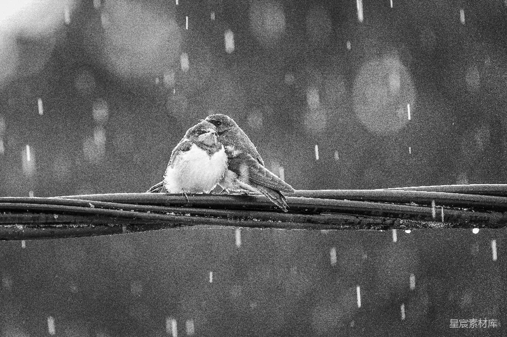 高清摄影 两只鸟在雨中挤在一起栖息在一根电线之上。