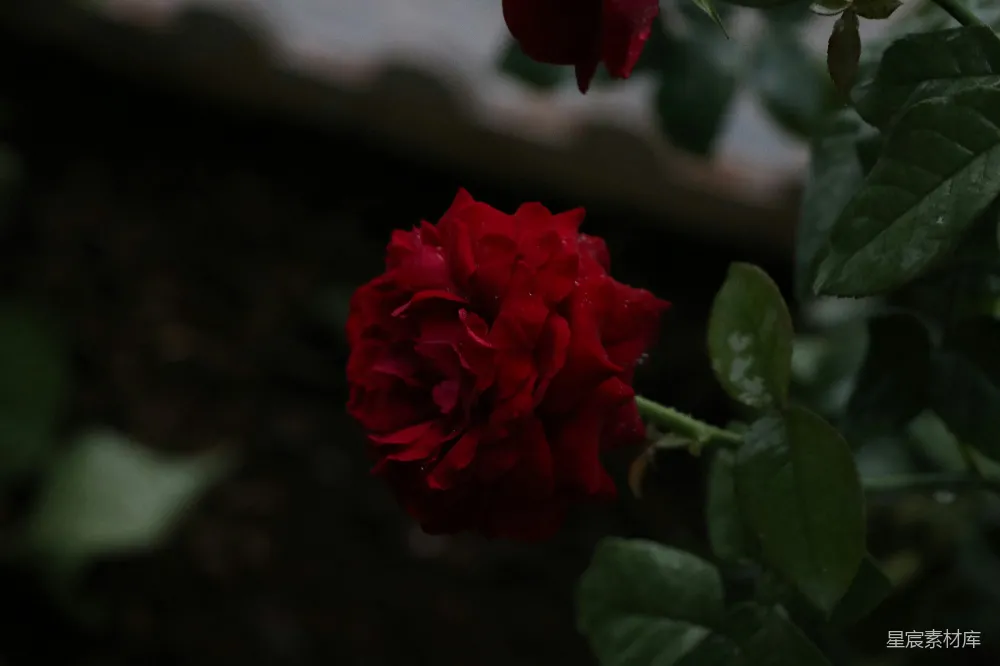 高清摄影 红花绿叶