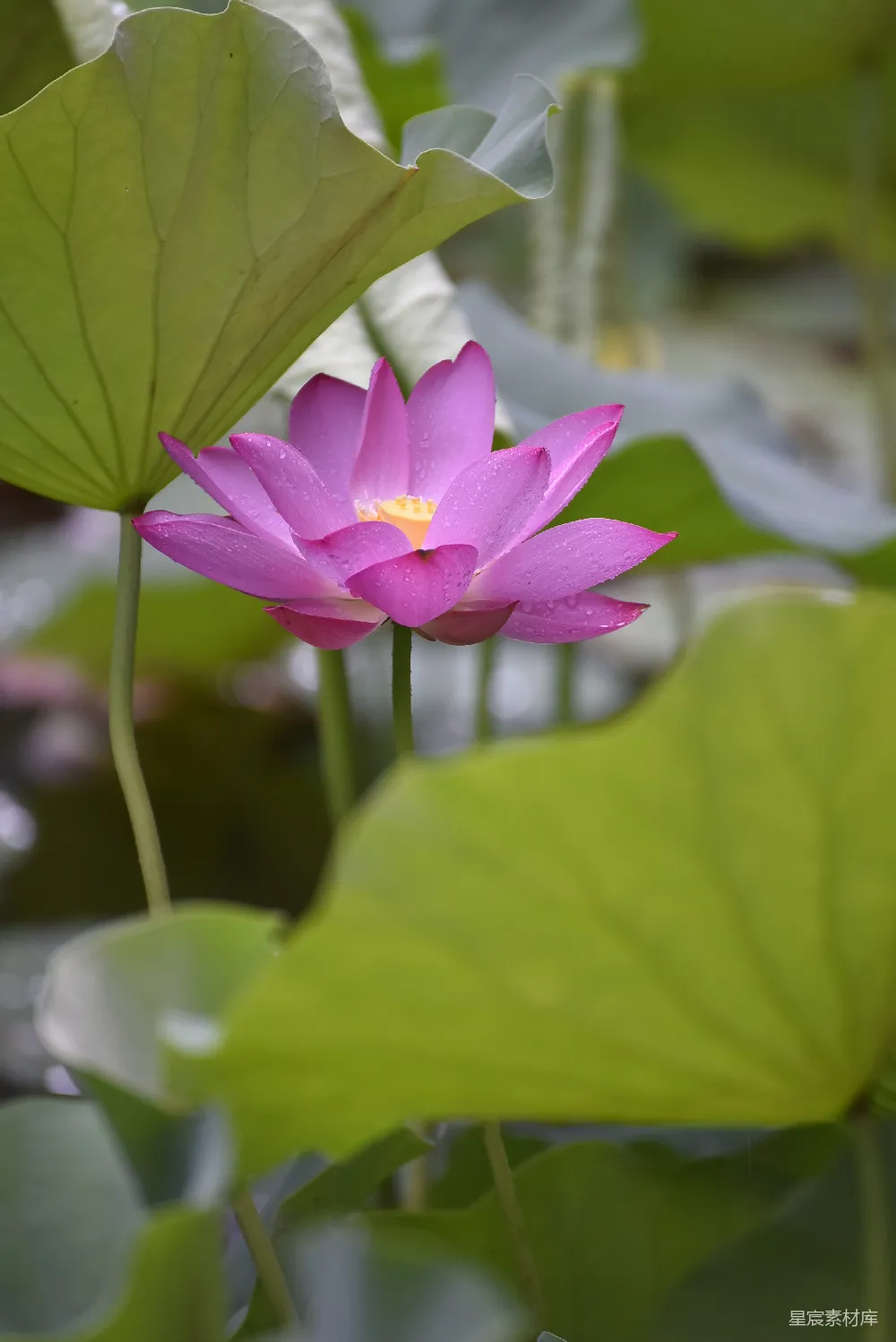 高清摄影 一朵粉色的莲花坐在一片绿色的叶片上