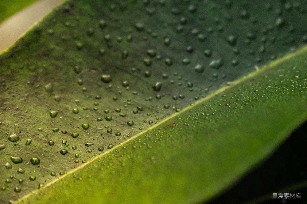 高清摄影 绿叶上滴落的水珠。