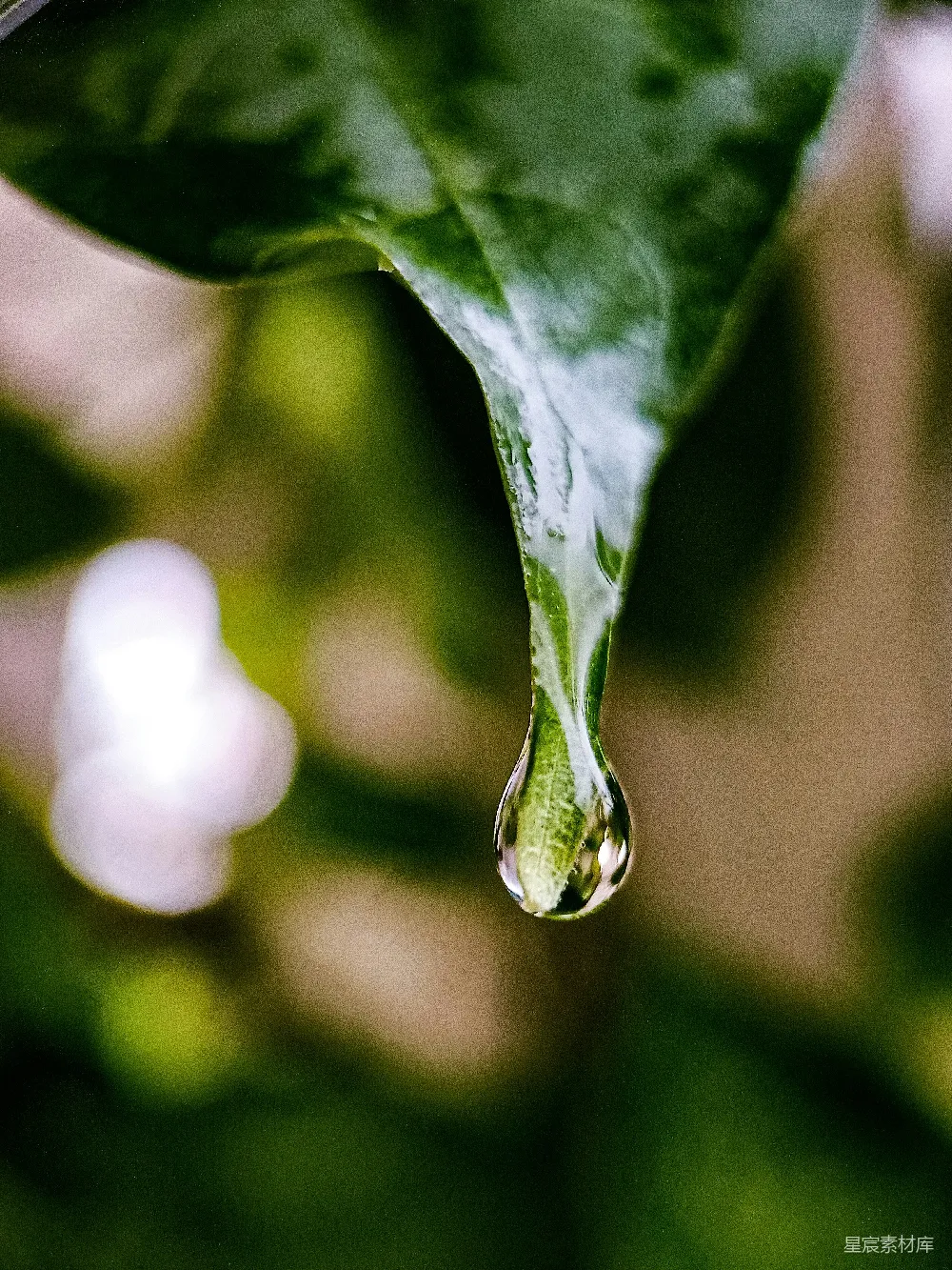 高清摄影 绿叶上的水汽凝结