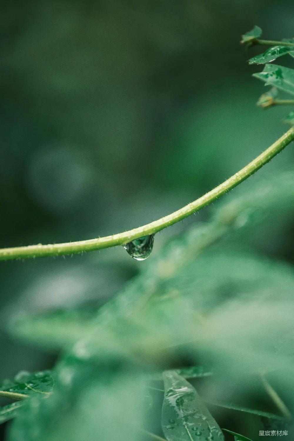 高清摄影 一滴水珠悬挂在绿色的藤蔓上。