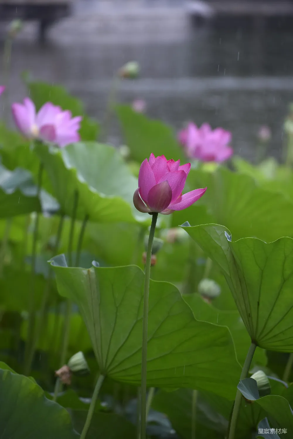 高清摄影 一朵粉红色的花坐在一片翠绿的田野上