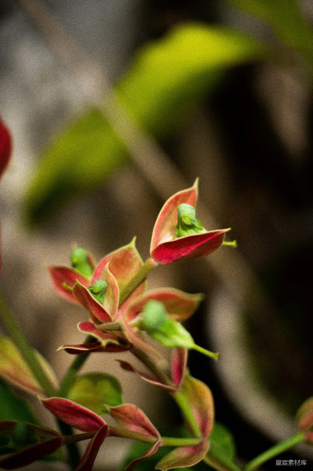 高清摄影 一朵红花植物的特写 shots
