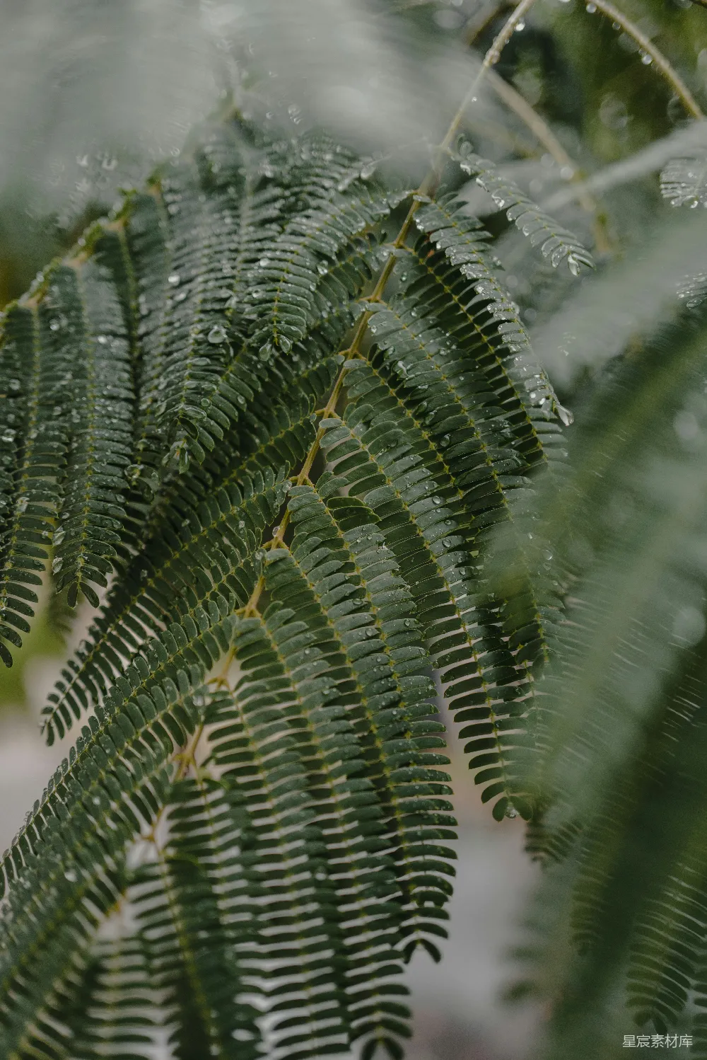 高清摄影 绿色蕨类植物的近景摄影