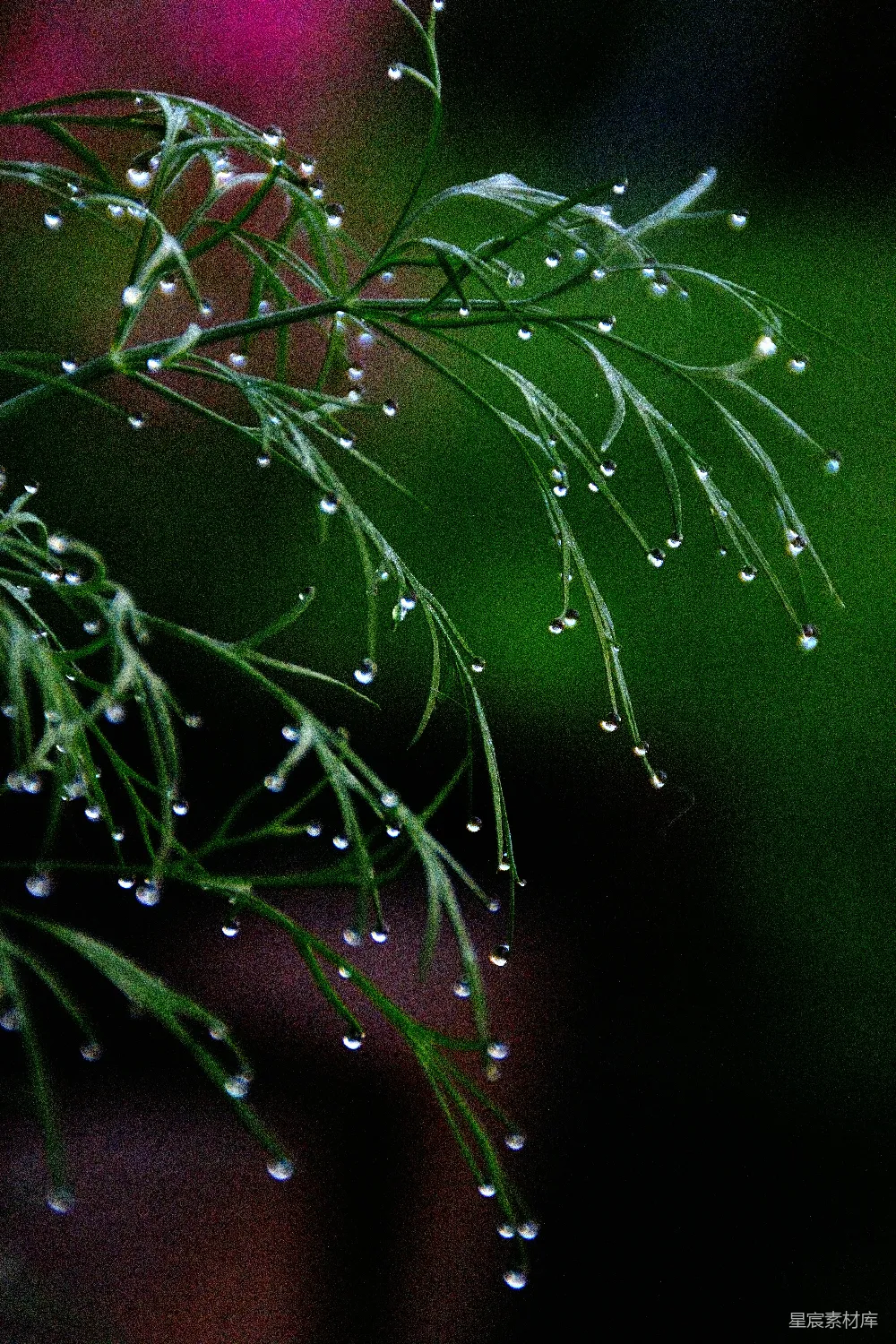 高清摄影 雨后翠绿的叶片上缀着水珠。