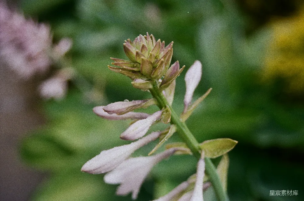高清摄影 一朵花的特写镜头，背景模糊。