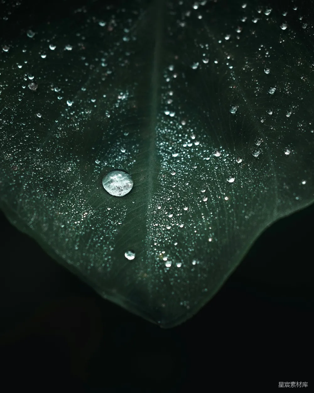 高清摄影 暗绿色叶子上的水滴
