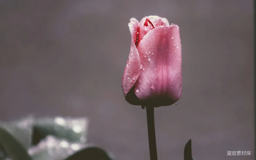 高清摄影 粉瓣花