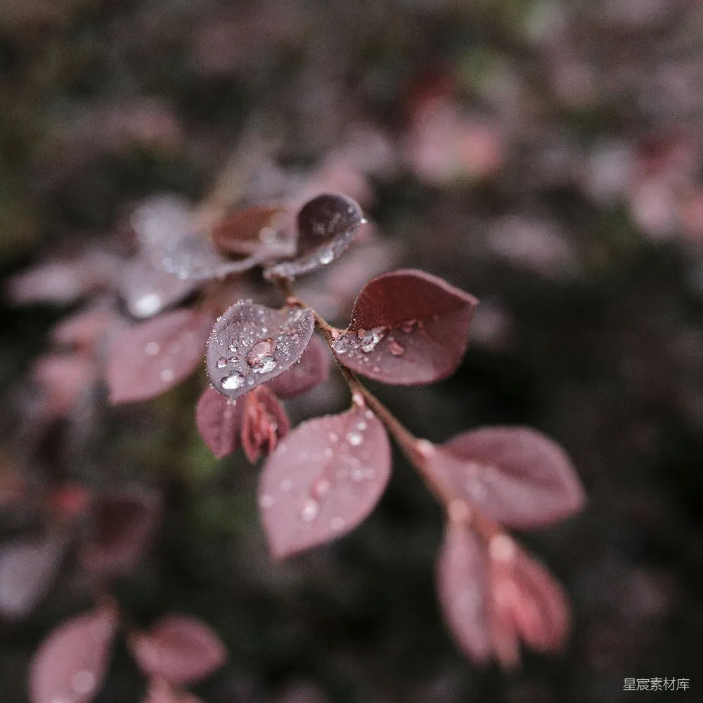 高清摄影 一朵花的特写 shots