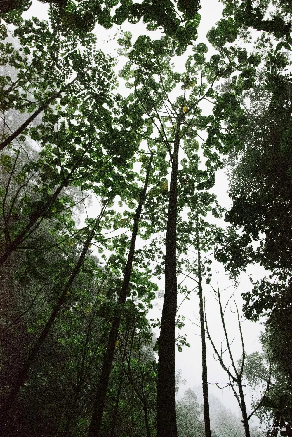 高清摄影 白天绿树下的白云天空