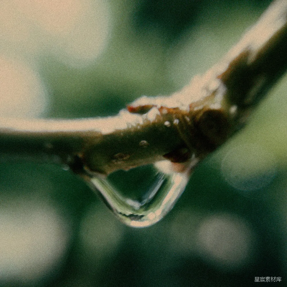 高清摄影 树梢上挂着一滴水珠。