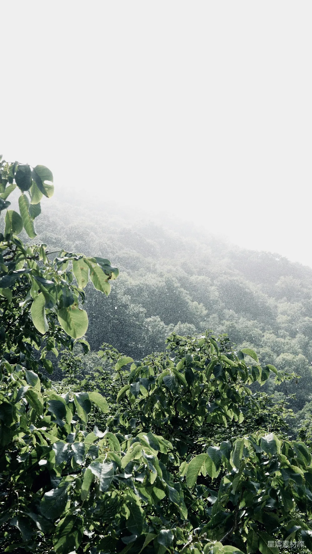 高清摄影 山间白天的绿叶树木