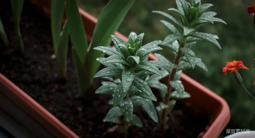 高清摄影 花盆里的植物