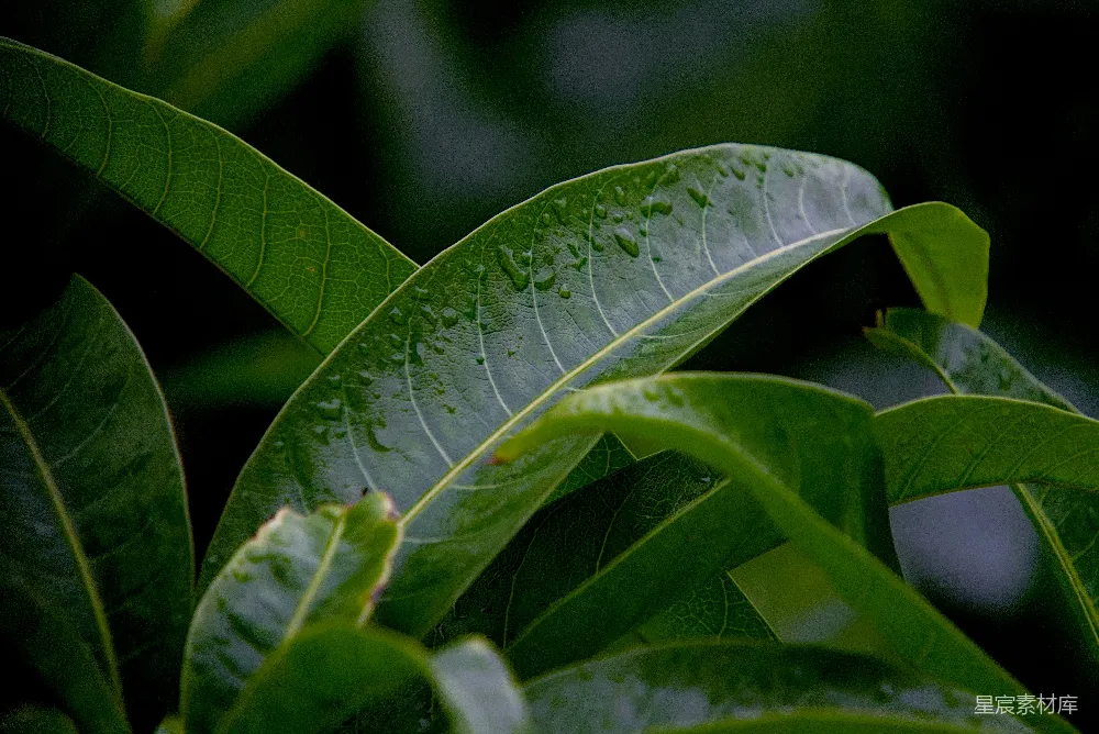高清摄影 自然 壁纸 一张绿叶植物的特写镜头
