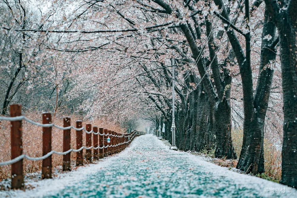 高清摄影 白天覆盖着白雪的道路两旁是光秃秃的树木