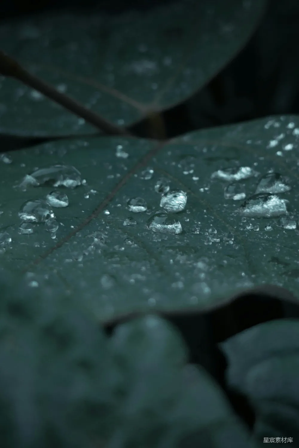 高清摄影 黑暗绿色叶片上的水滴