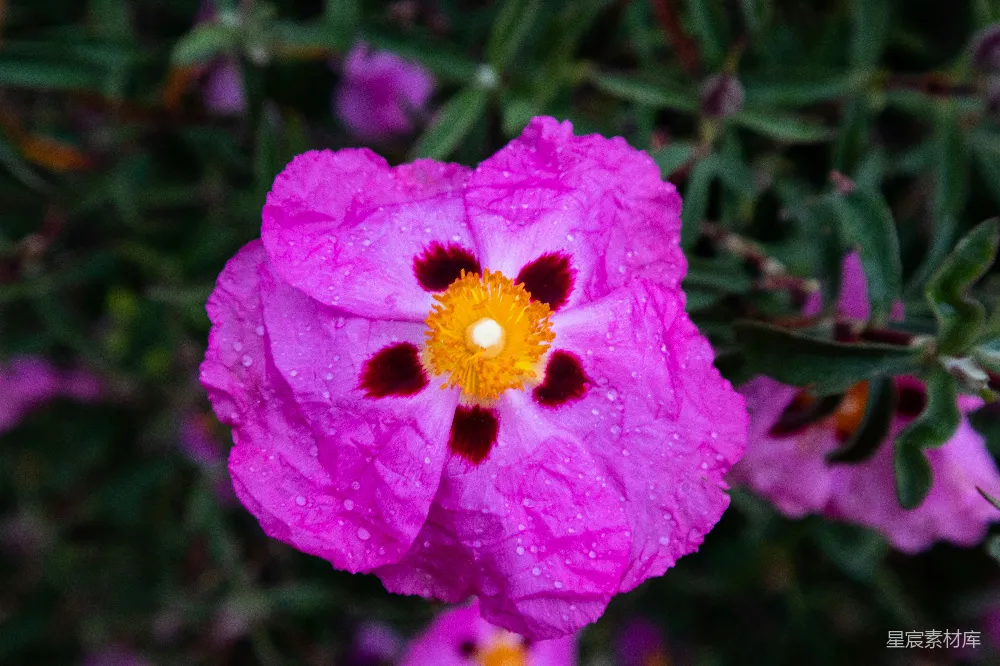 高清摄影 一朵中心为黄色的粉色花朵周围环绕着紫色花朵的花。