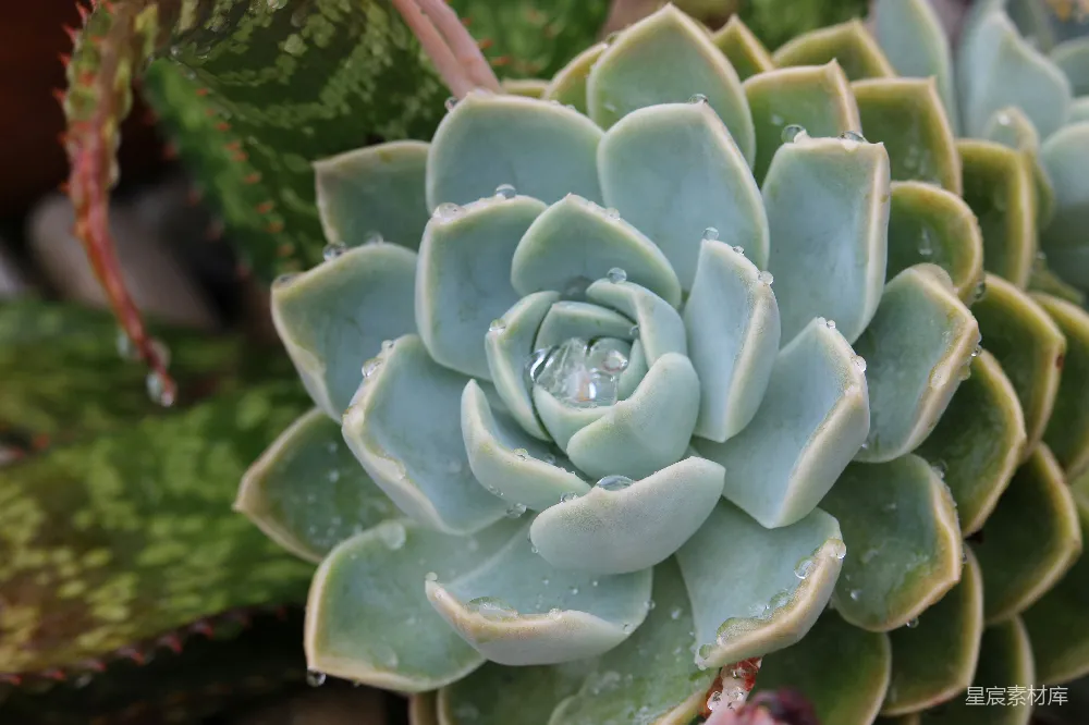 高清摄影 绿叶植物