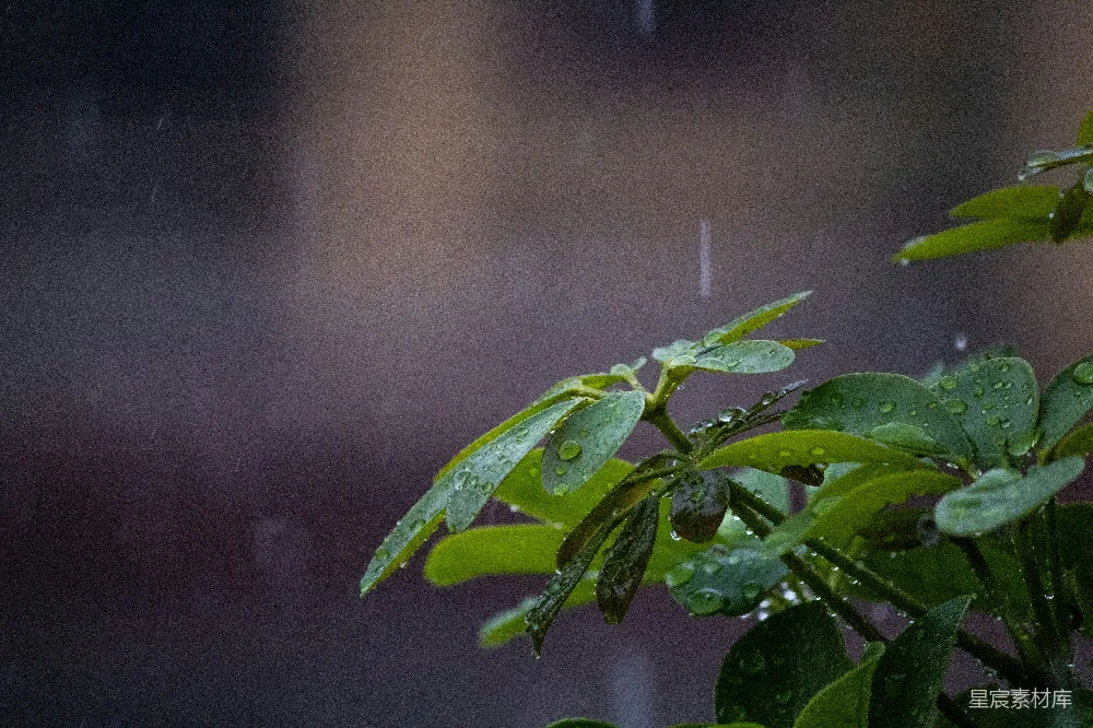 高清摄影 绿叶上落着雨滴