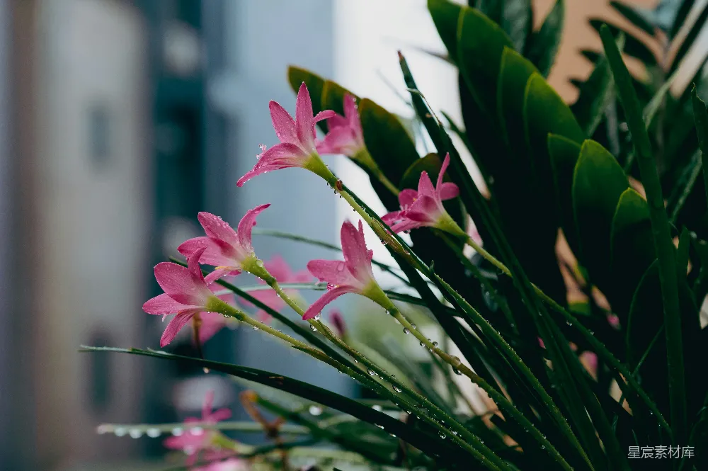 高清摄影 近处一束粉红色的花朵靠近建筑物的一角