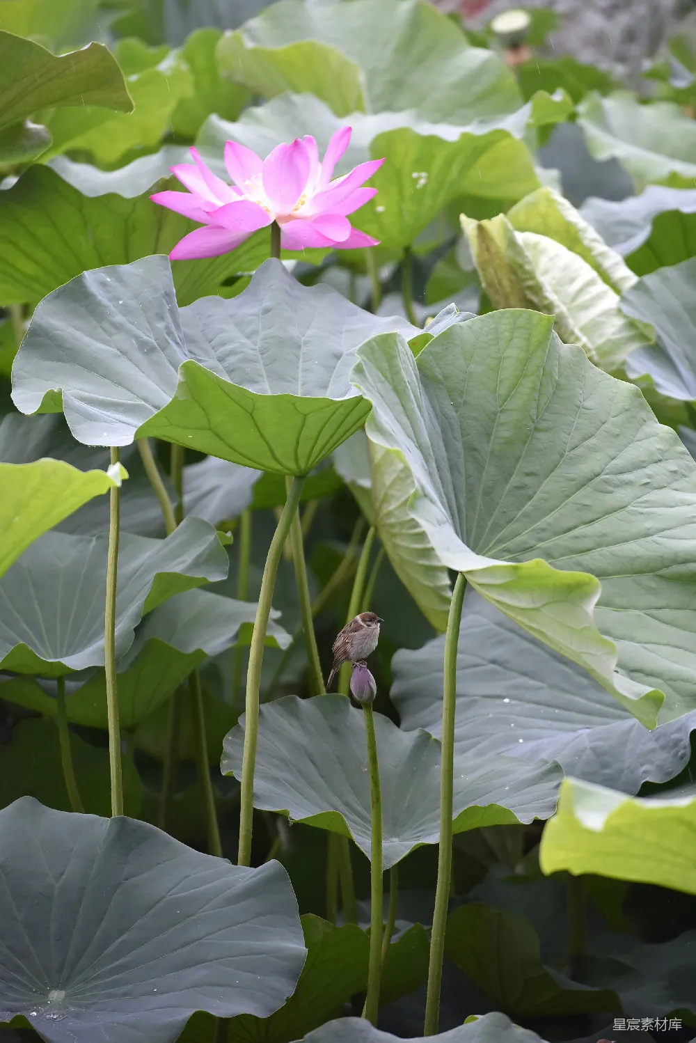 高清摄影 一朵粉红色的花坐在一片繁茂绿色田野之上