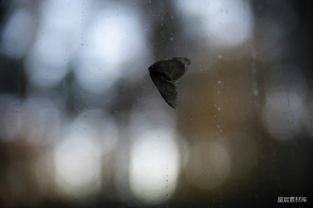 高清摄影 一只小鸟穿过蒙上雨水的窗户。