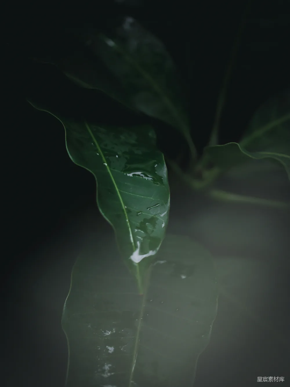 高清摄影 一片带着水珠的绿叶