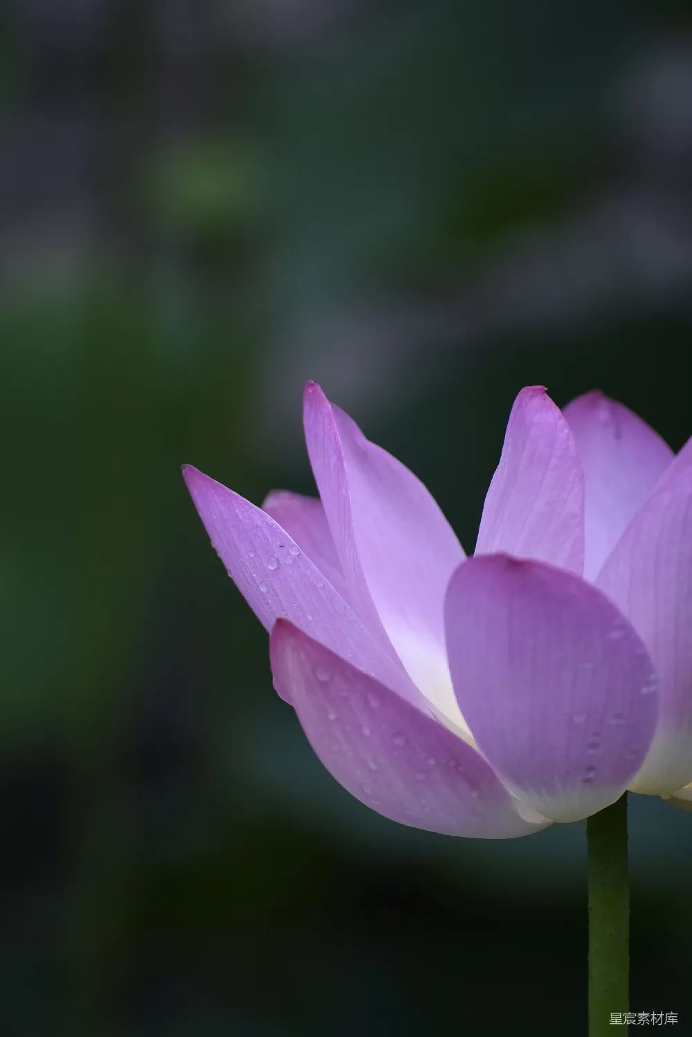 高清摄影 一朵紫花，背景模糊。