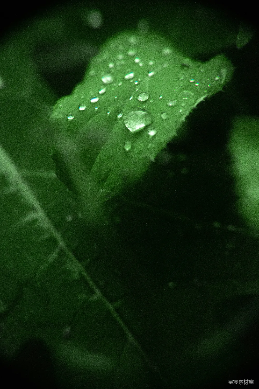 高清摄影 一片绿叶上有几滴水珠