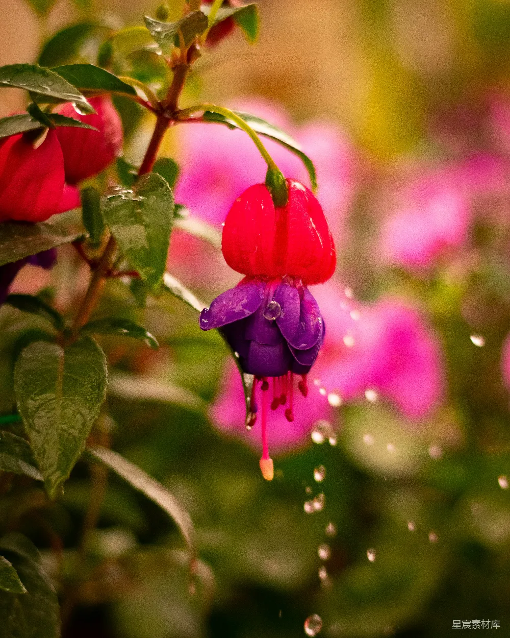 高清摄影 带水珠的红花