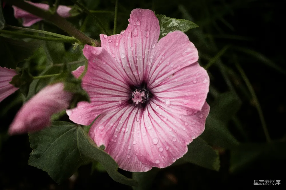 高清摄影 粉色 Hibiscus 花的特写近景照片中有水珠。