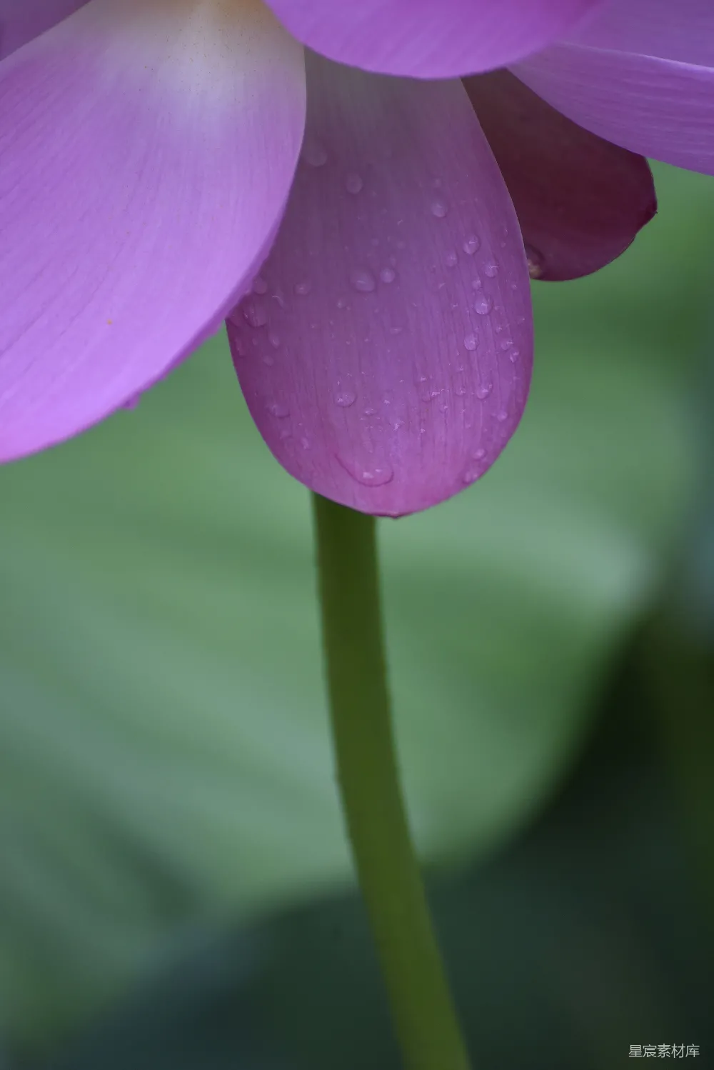 高清摄影 一朵带着水珠的紫色花朵