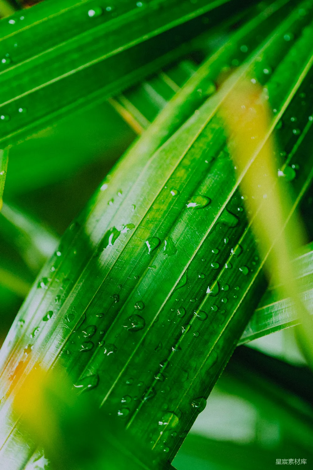 高清摄影 绿叶上的水滴